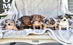 Chihuahua dogs for sale: Brownie - Image 2