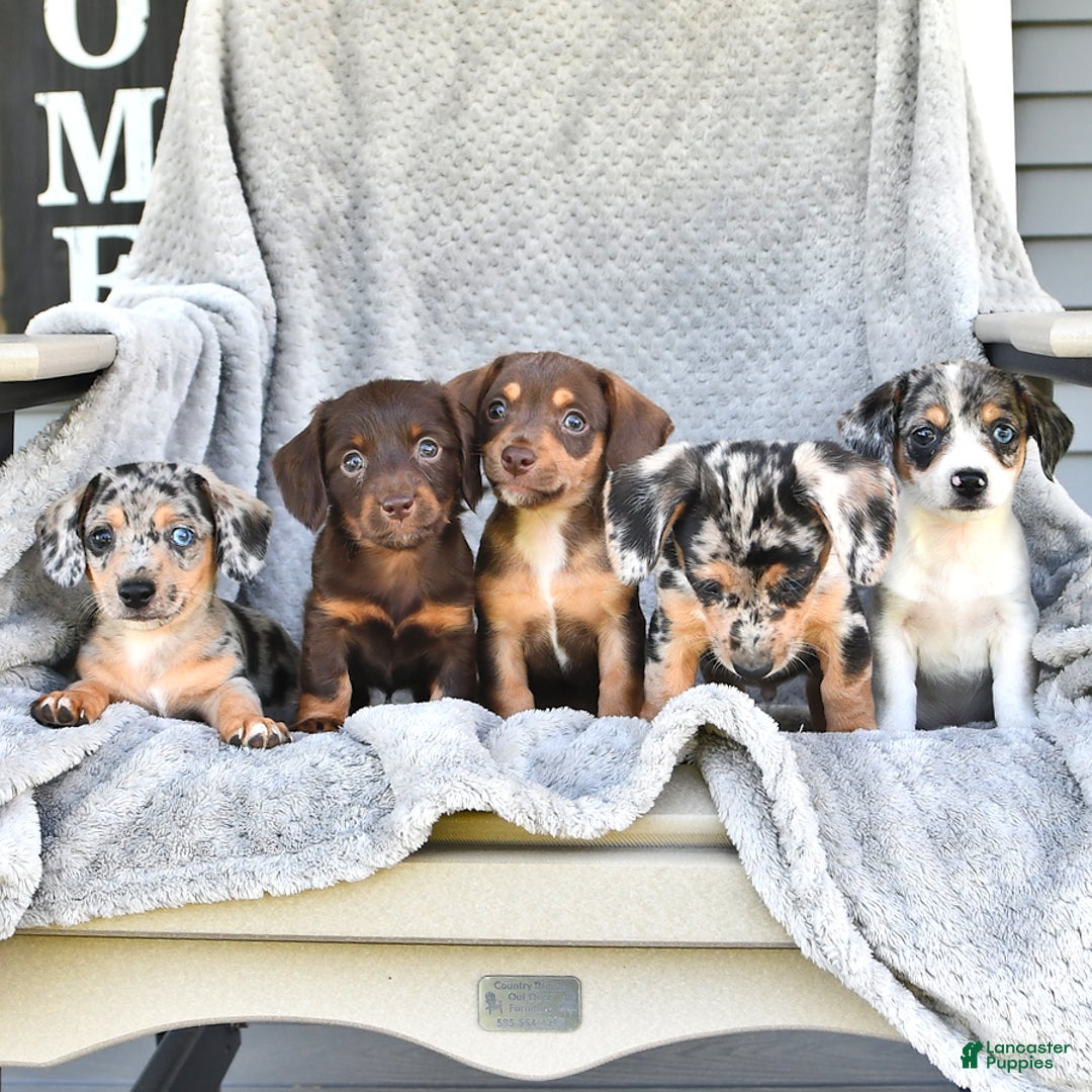 Chihuahua dogs for sale: Brownie - Image 2