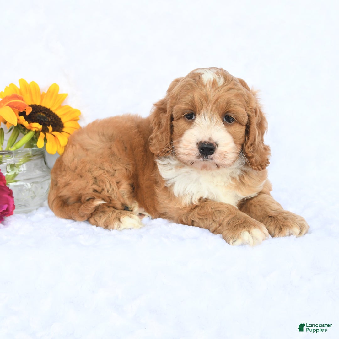 Cockapoo dogs for sale: Reagan - Image 4
