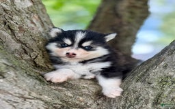 Pomsky dogs for sale: Iris - Image 6