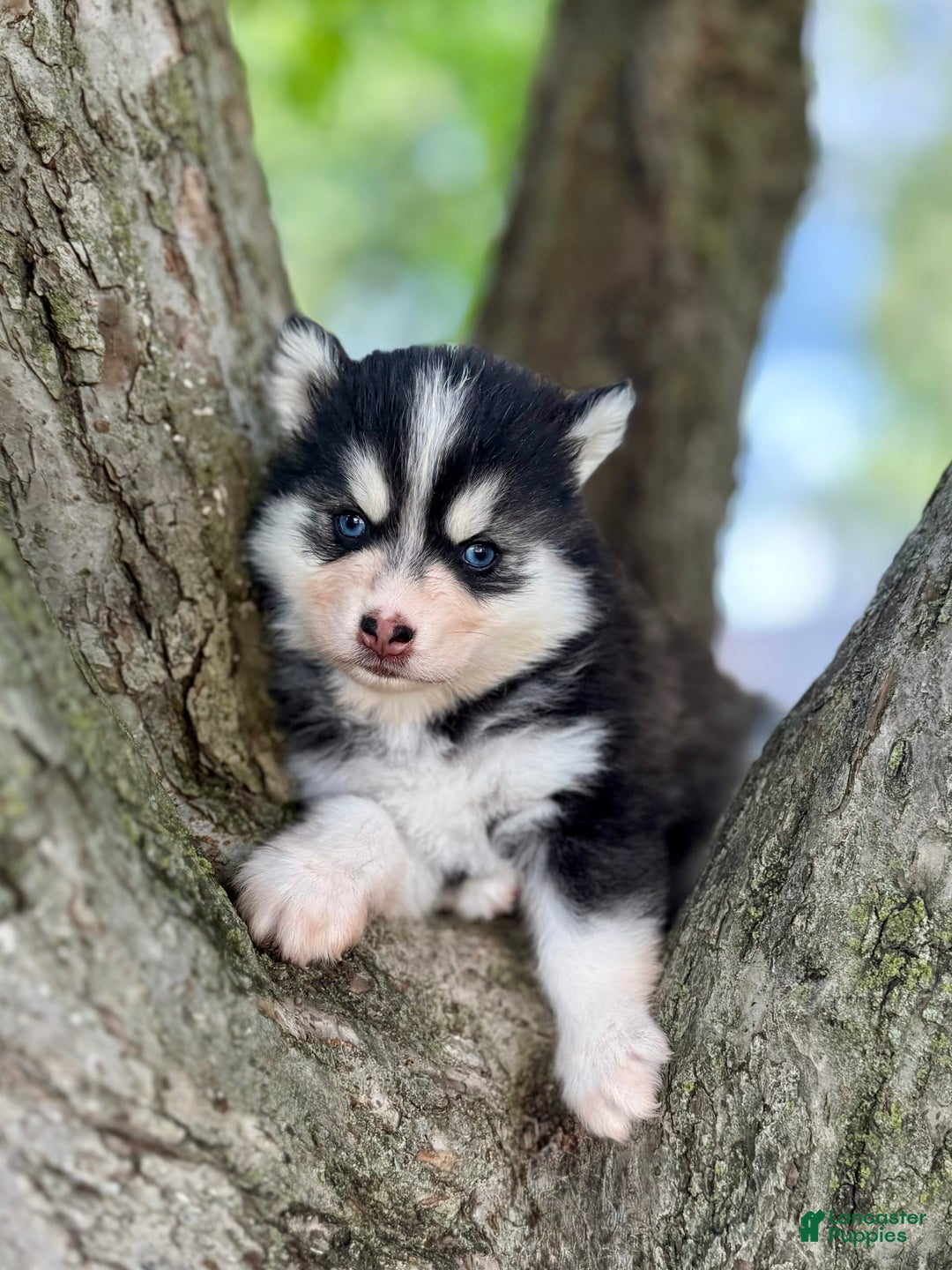 Pomsky dogs for sale: Iris - Image 6