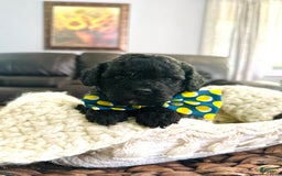 Miniature Poodle dogs for sale: Brindle boy - Image 1