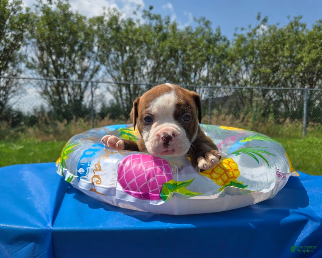 American Bulldog dogs for sale: Miss Honey - Listing for pets: Miss Honey, Matilda, Miss Trenchbell, Harry - Image 5