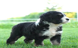 Bernedoodle dogs for sale: Twinkle - Image 5