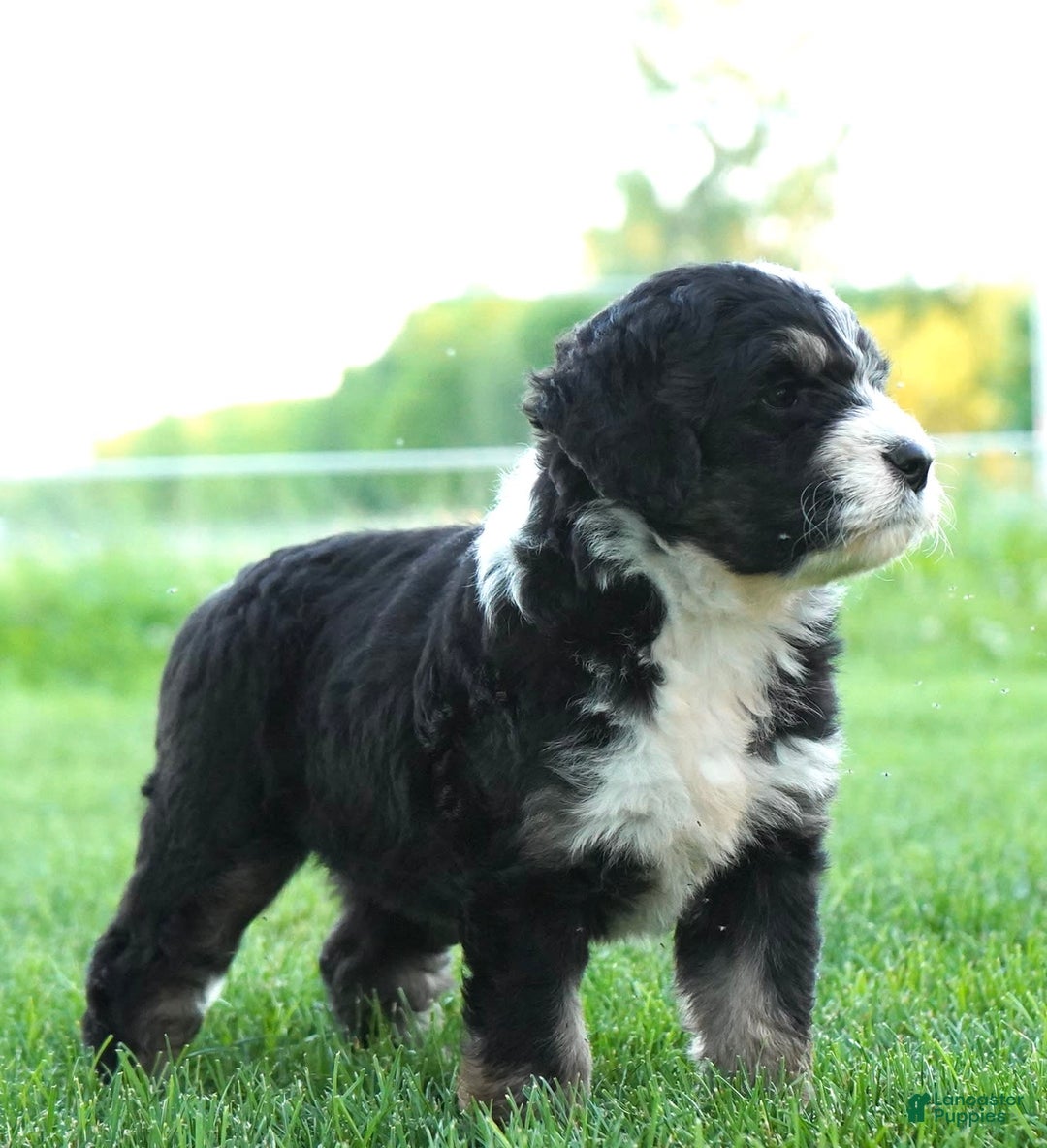 Bernedoodle dogs for sale: Twinkle - Image 5