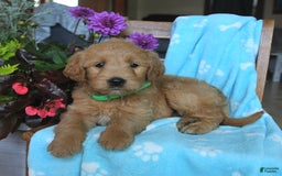 Goldendoodle dogs for sale: Patty - Image 12