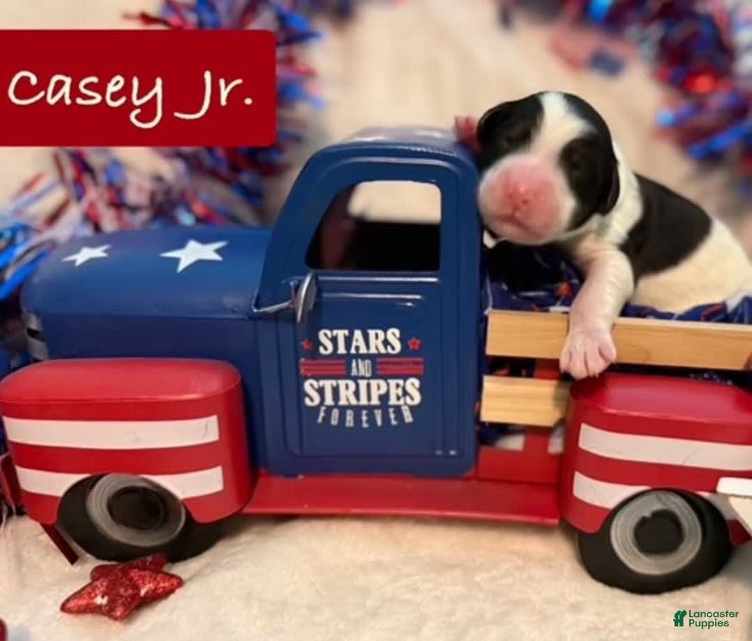 Bernedoodle dogs for sale: Casey Jr. - Image 1