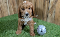 Cavapoo dogs for sale: Honeycomb Girl 9 - Image 2