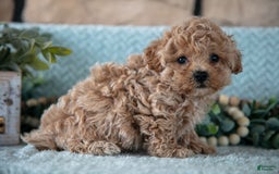 Shihpoo dogs for sale: Louie - Image 1