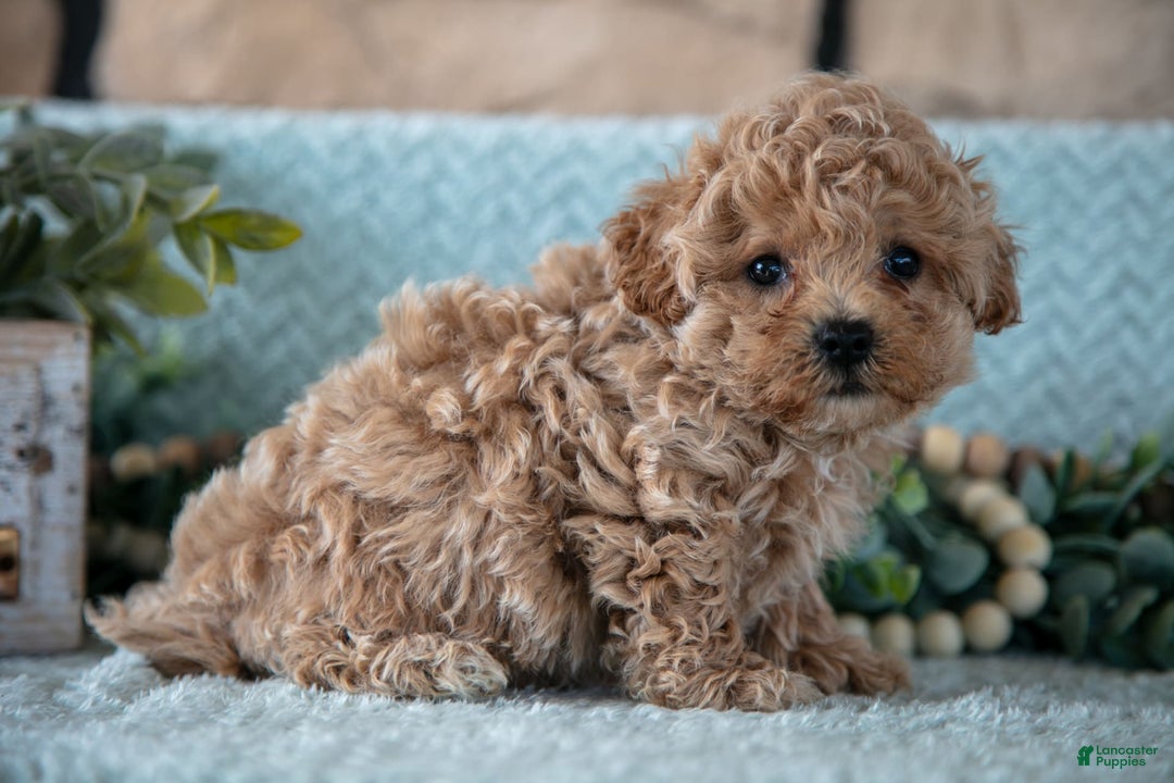 Shihpoo dogs for sale: Louie - Image 1