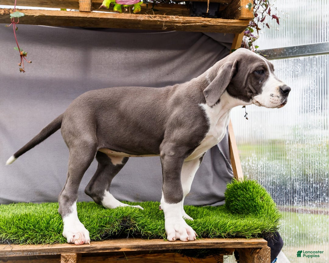 Great Dane dogs for sale: Missy - Image 14