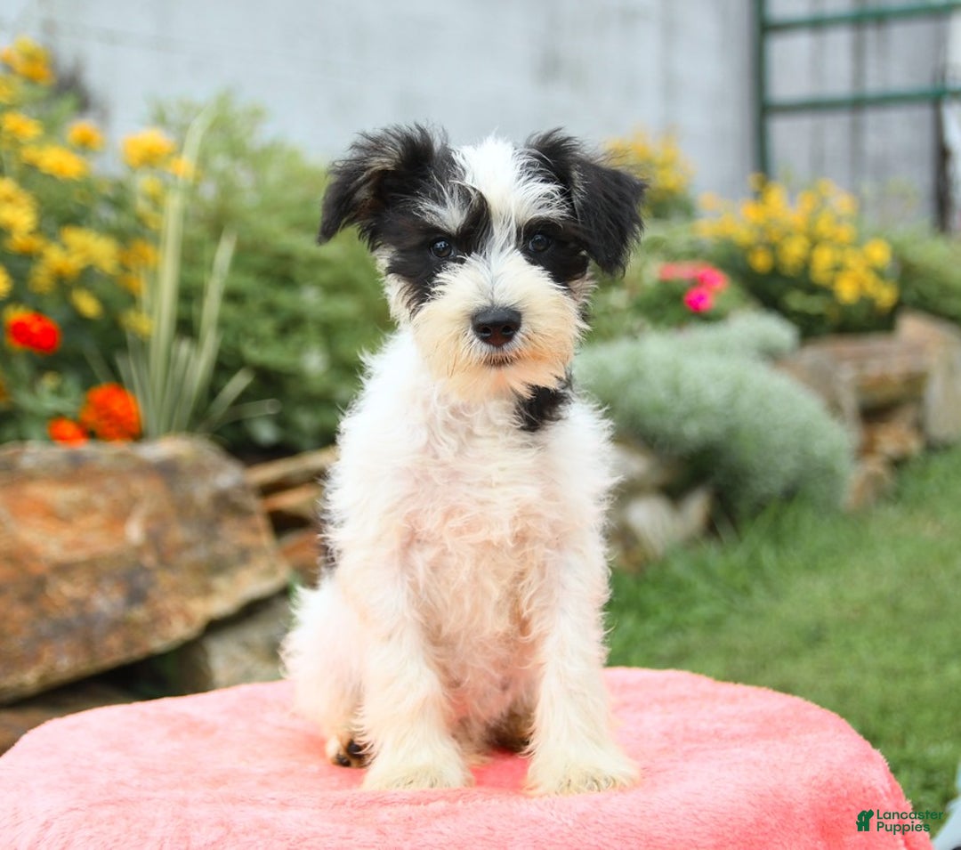Miniature Schnauzer dogs for sale: Valley - Image 3