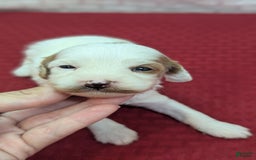Cavapoo dogs for sale: Forky - Image 15