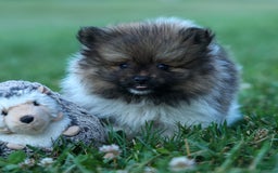 Pomeranian dogs for sale: Bobby - Image 3