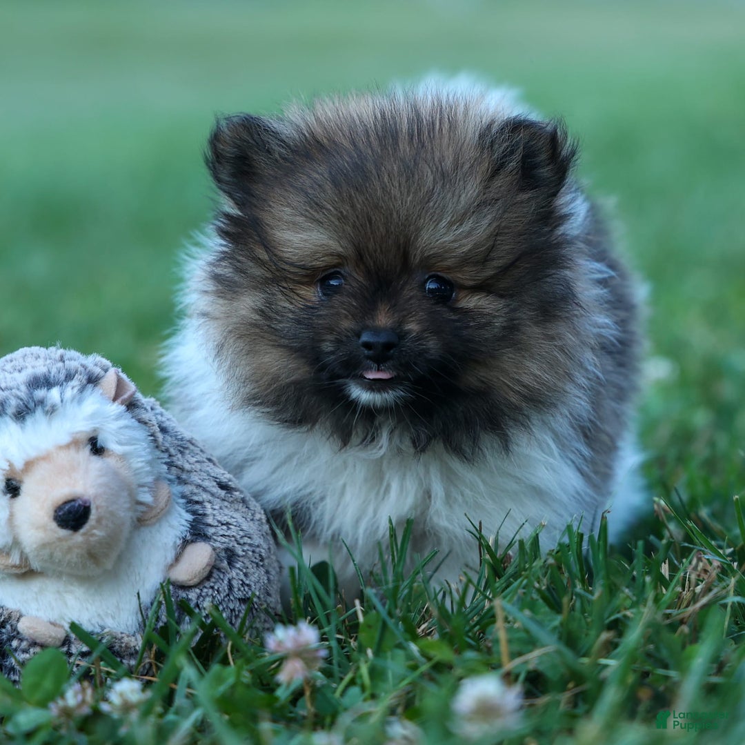 Pomeranian dogs for sale: Bobby - Image 3