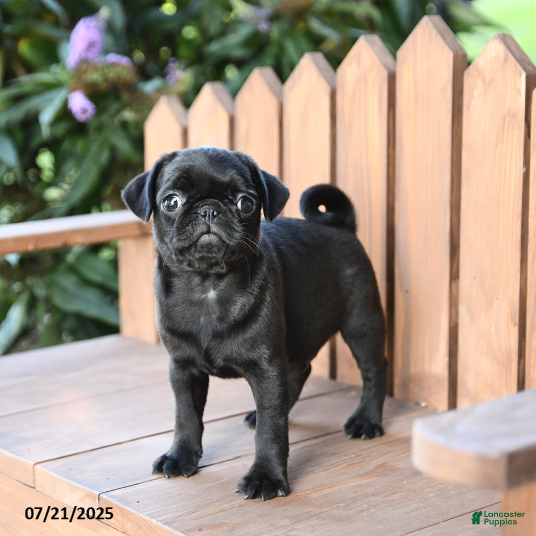 Pug dogs for sale: Pug 6 puppies - Image 17