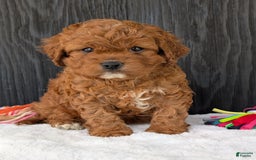 Cavapoo dogs for sale: Remi - Image 28