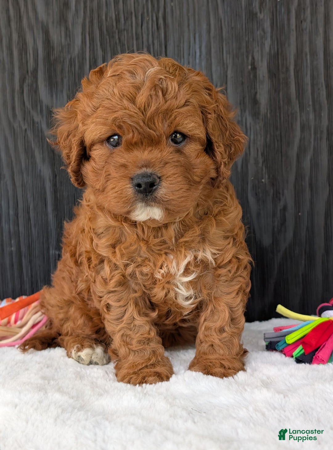 Cavapoo dogs for sale: Remi - Image 28