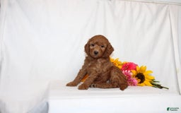 Mini Goldendoodle dogs for sale: Hadara - Image 3