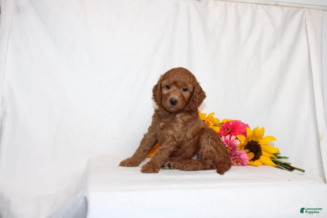 Mini Goldendoodle dogs for sale: Hadara - Image 3