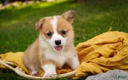 Welsh Corgi Pembroke dogs for sale: Custard - Image 1
