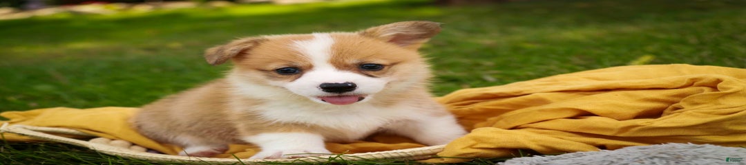 Custard