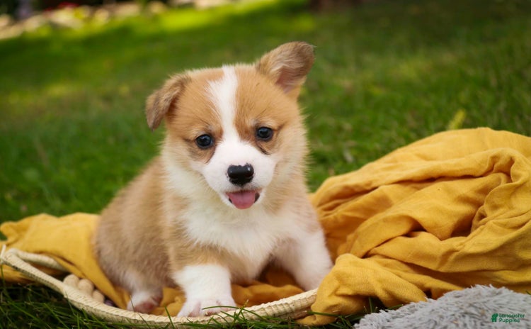 Welsh Corgi Pembroke dogs for sale - Ad 5