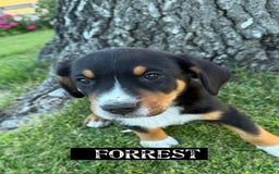 Greater Swiss Mountain Dog dogs for sale: Forest - Image 2