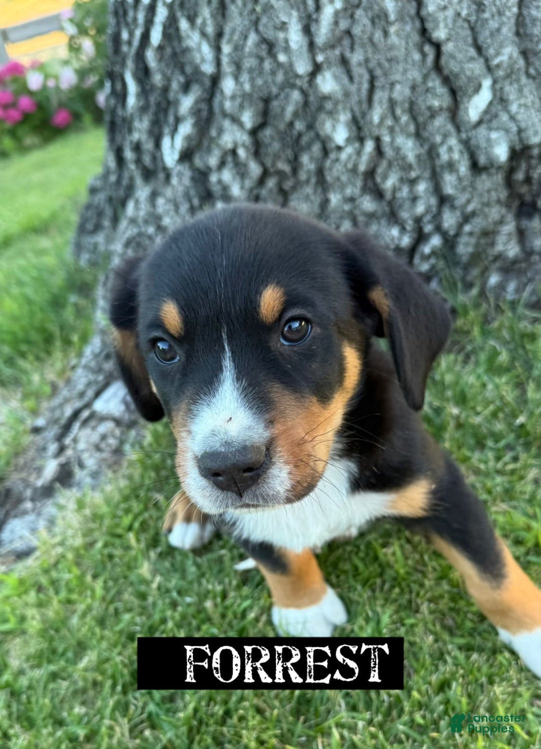 Greater Swiss Mountain Dog dogs for sale: Forest - Image 2