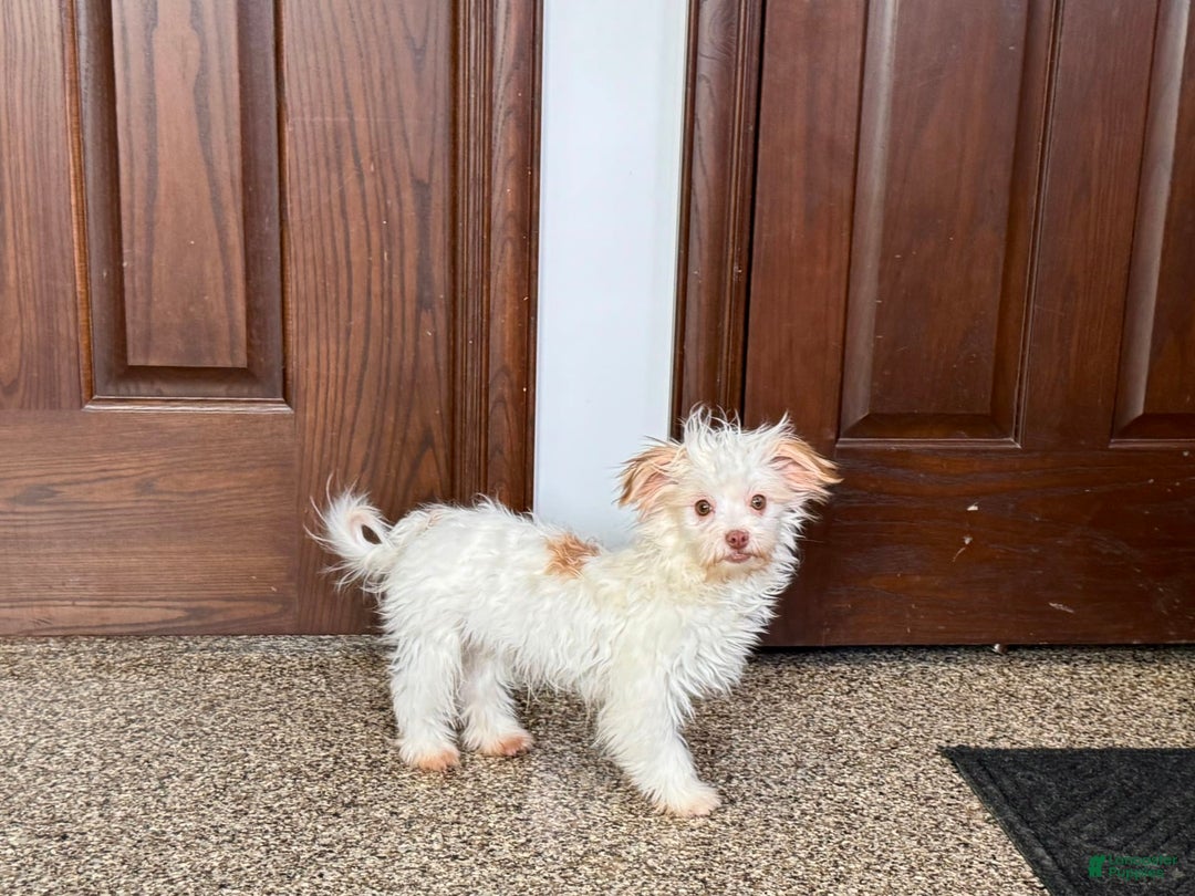 Havanese dogs for sale: Donnie - Image 1