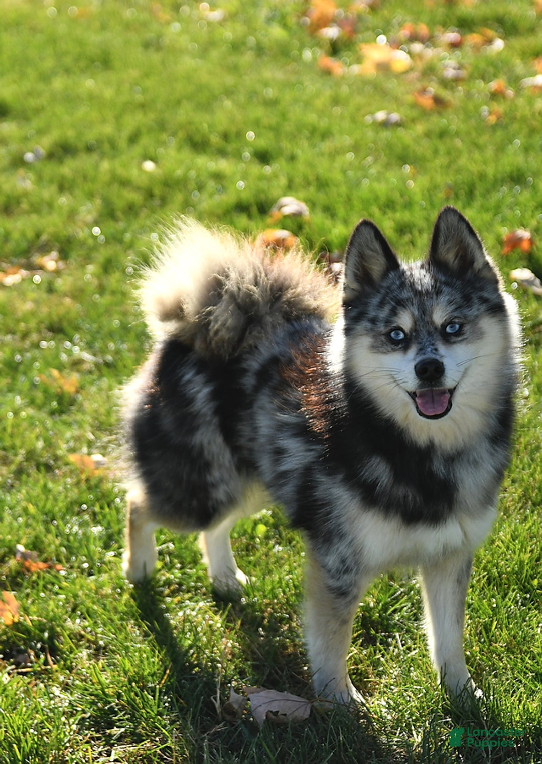 Pomsky dogs for sale: Bandit - Image 7