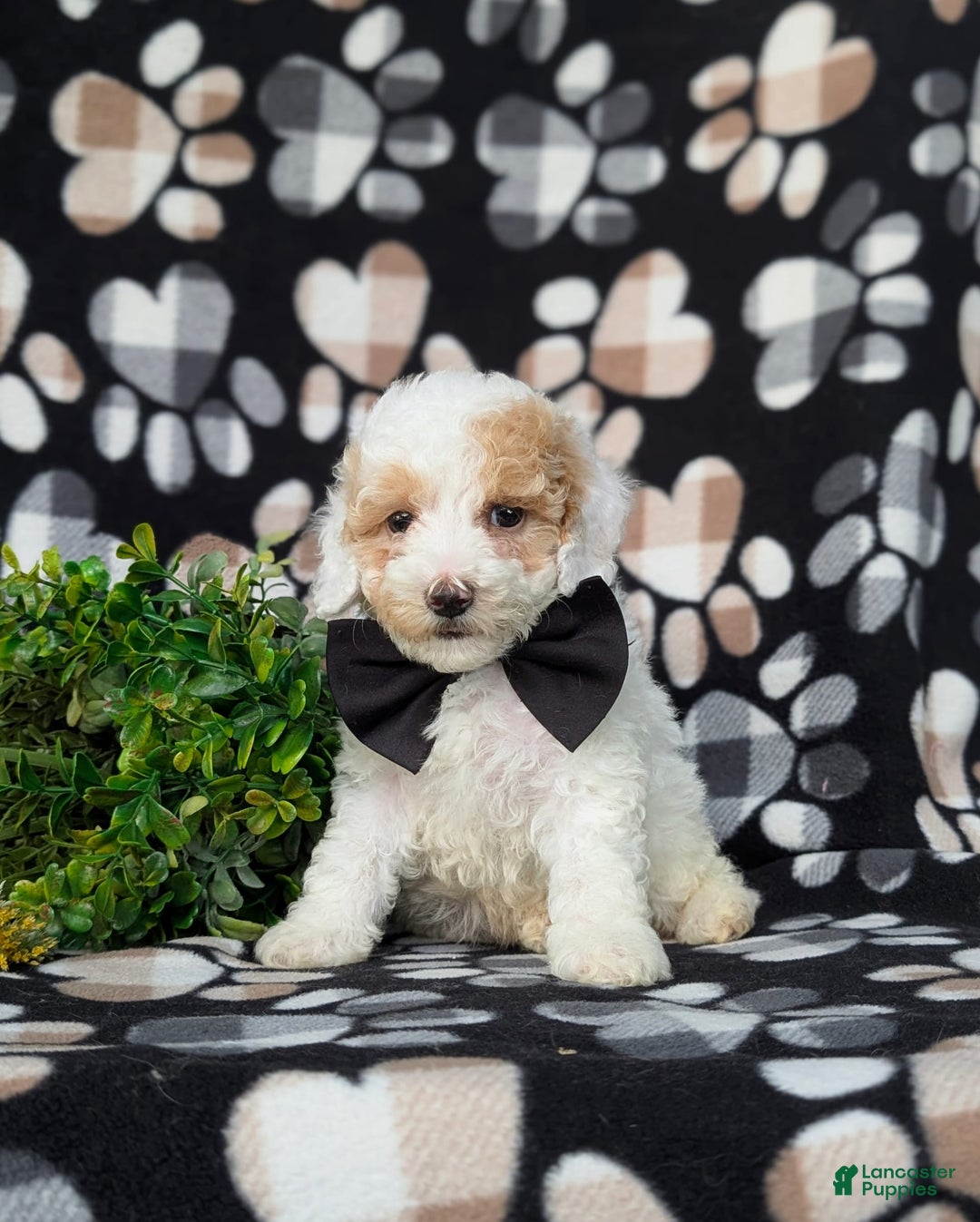 Miniature Poodle dogs for sale: Hartman - Image 5