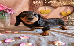 Miniature Dachshund dogs for sale: Ledger - Image 4
