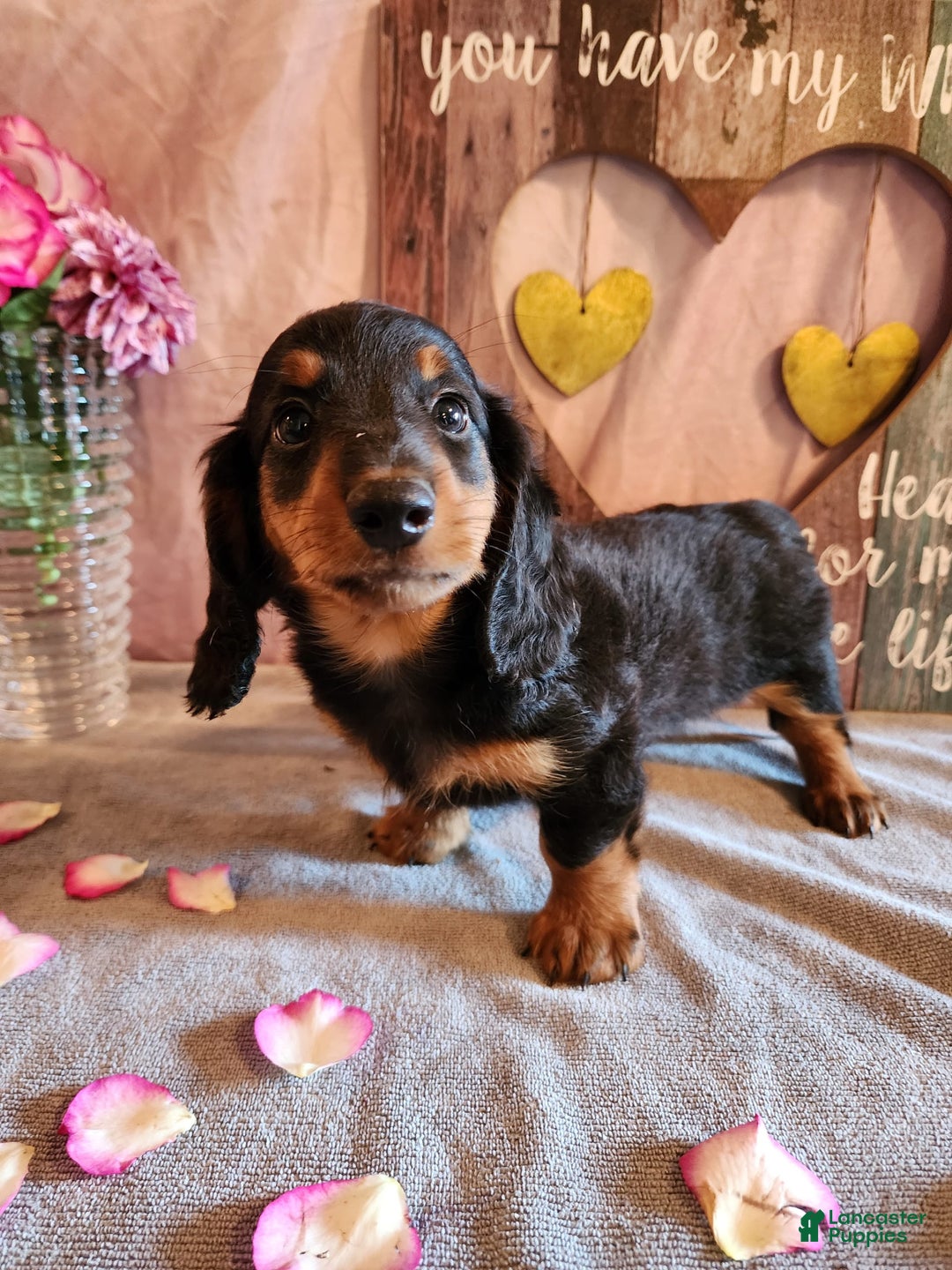 Miniature Dachshund dogs for sale: Ledger - Image 4