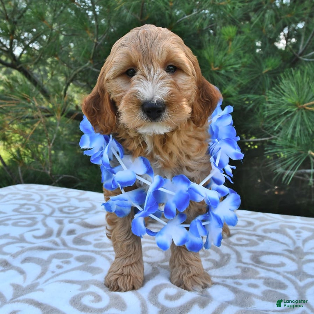 Mini Goldendoodle dogs for sale: Dancer - Image 16