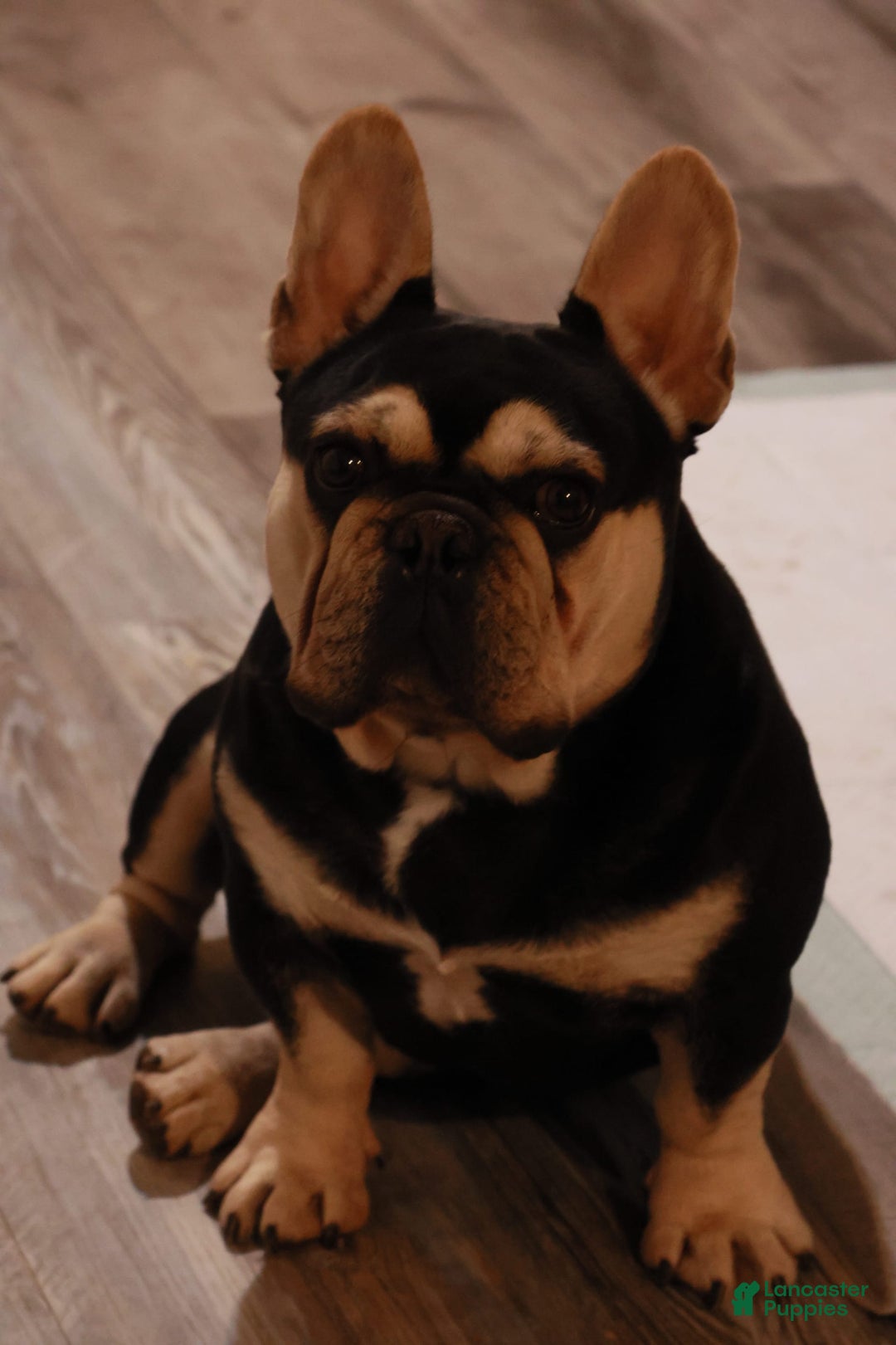 French Bulldog dogs for sale: Baby Girl - Image 5