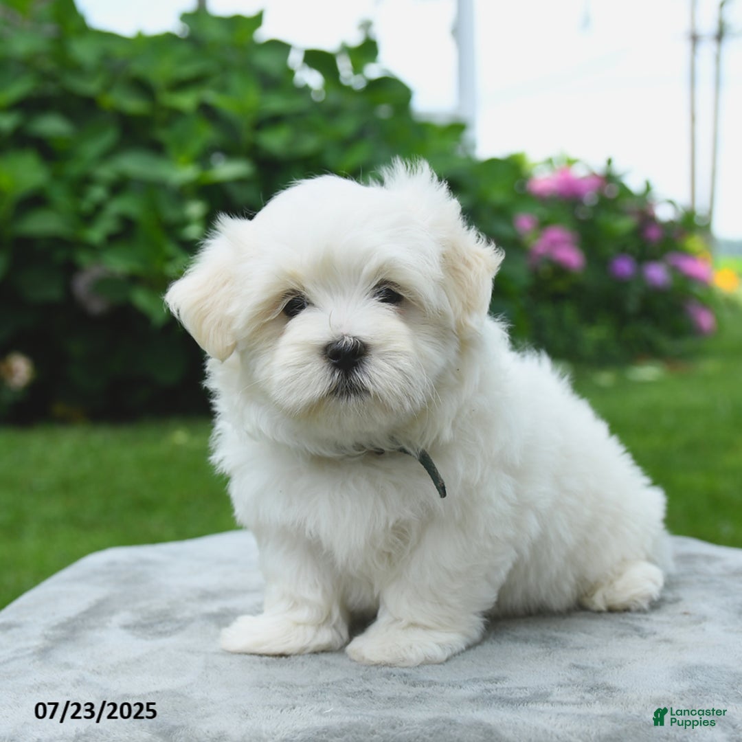 Maltese dogs for sale: Louie - Image 1