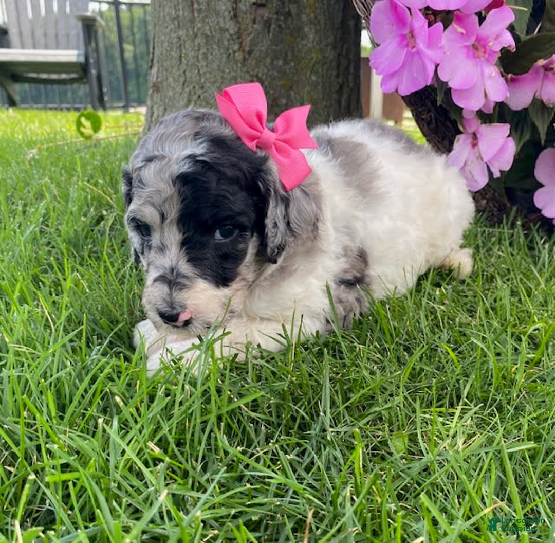 Standard Poodle dogs for sale: Robin - Image 5