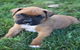 Boxer dogs for sale: Butch - Image 1