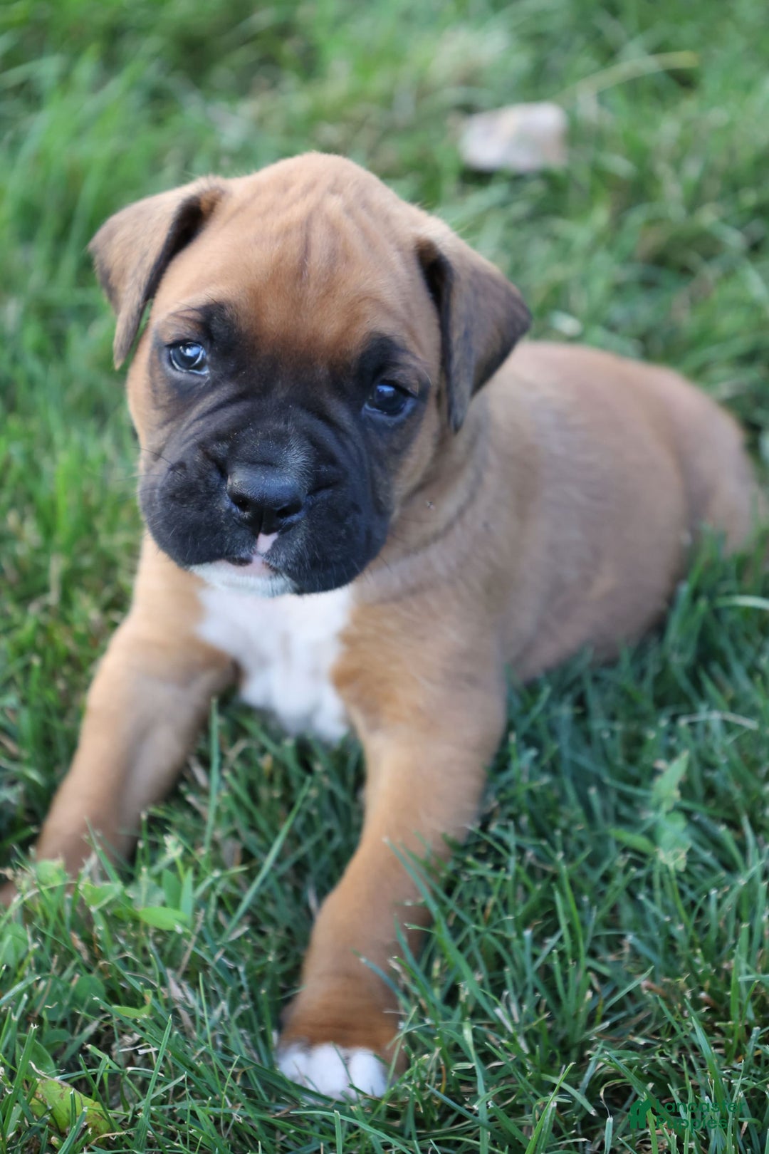 Boxer dogs for sale: Butch - Image 1