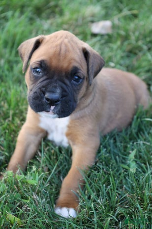 Boxer dogs for sale - Ad 2