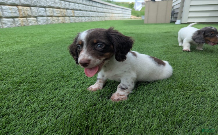 Dachshund dogs for sale - Ad 2