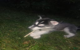Gerberian Shepsky dogs for sale: Bella - Image 2