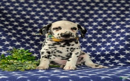 Dalmatian dogs for sale: Landen - Image 4