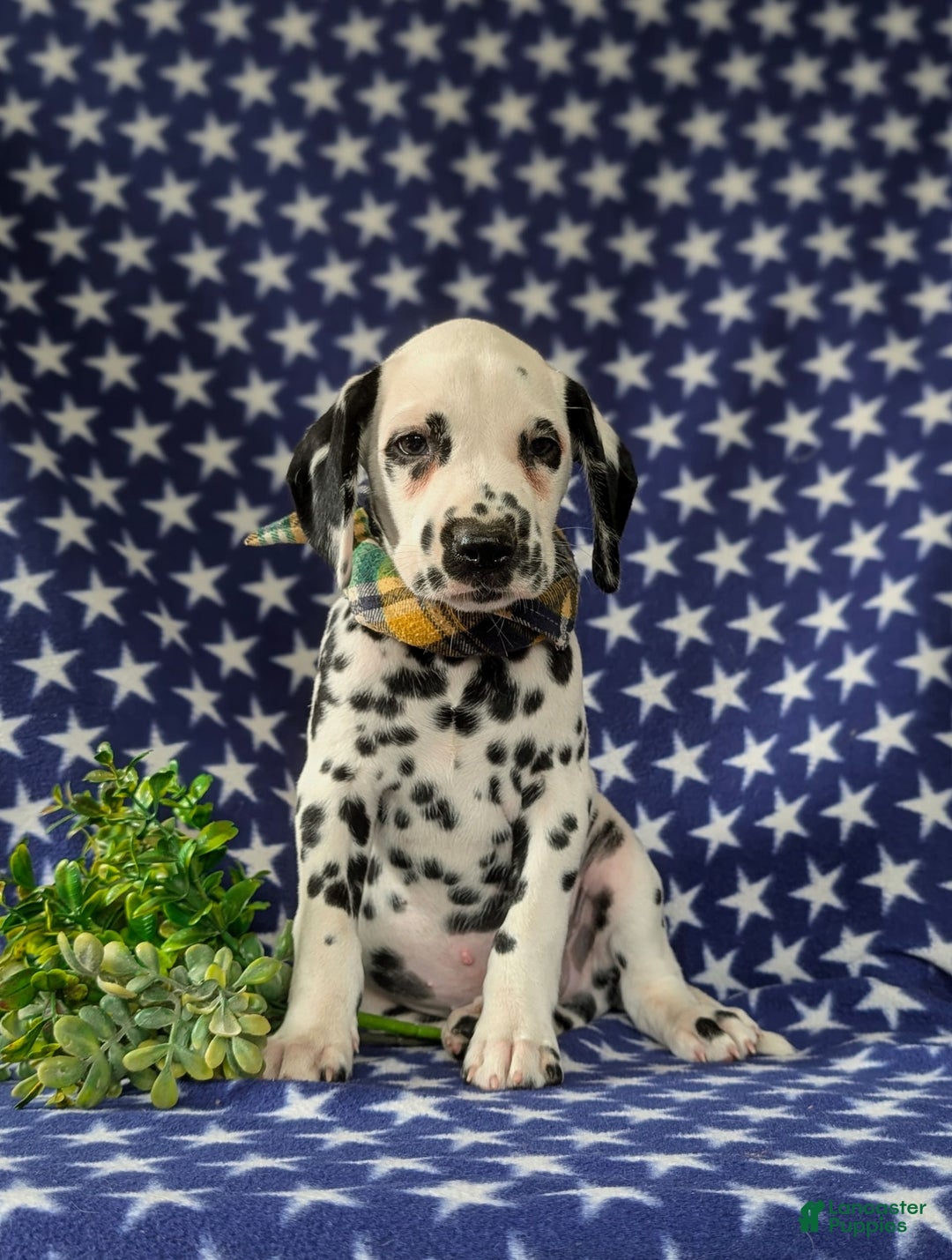 Dalmatian dogs for sale: Landen - Image 4