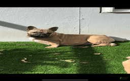 French Bulldog dogs for sale: Female Frenchies - Image 10