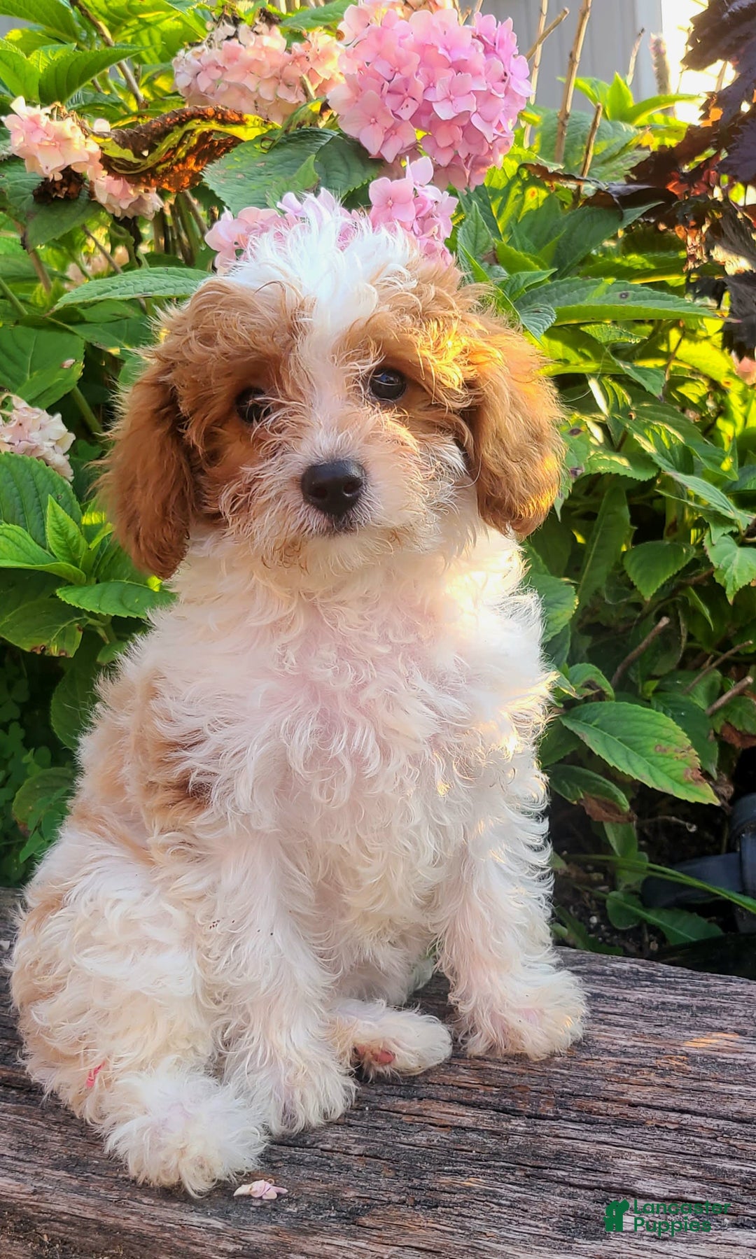 Cavapoo dogs for sale: Justice - Image 5
