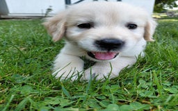 Golden Retriever dogs for sale: Pepper - Image 12
