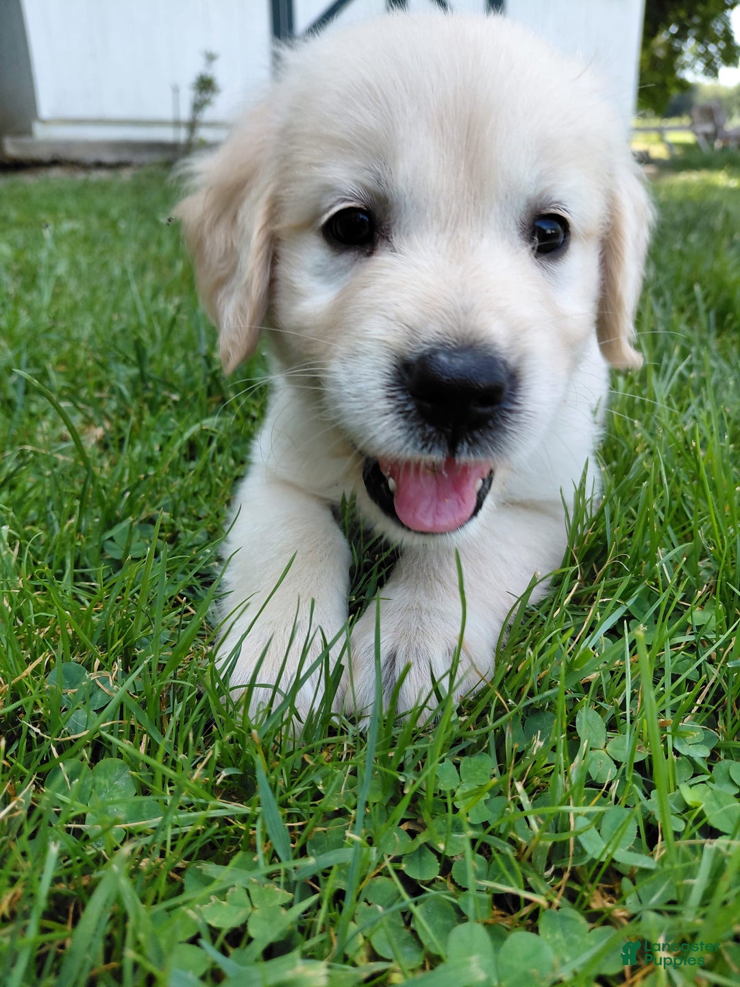 Golden Retriever dogs for sale: Pepper - Image 12