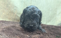 Cockapoo dogs for sale: Emily - Image 5